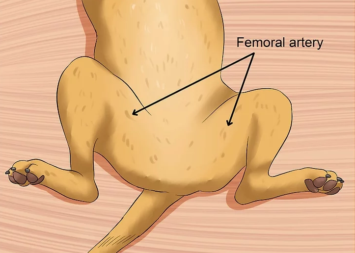 Dog_femoral_artery_ALL_copy.png